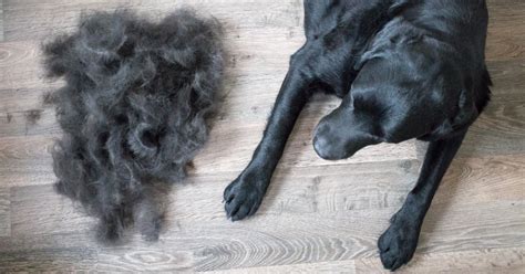 labrador shedding